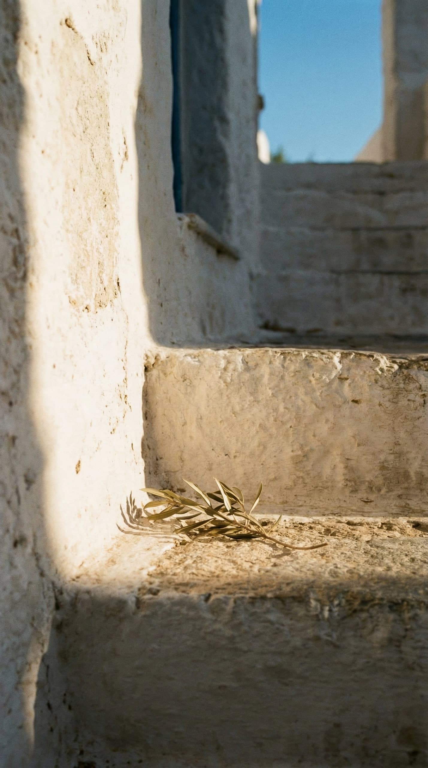 Olive branch on stone steps